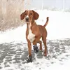 Image de Paire de protège-pattes pour chien Trixie Walker Active Noir M 19463
