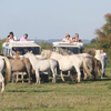 Image de Randonnée Safari en 4x4 en Camargue à Aigues-Mortes