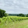 Image de Dégustation de Vins au Domaine La Grande Maison à Monbazillac