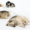 Image de Conduite d'un Attelage de Chiens de Traîneau à Avoriaz