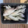 Image de Pêche Côtière en Bateau à Palavas-les-Flots