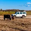 Image de Randonnée Safari en 4x4 à Fontvieille dans les Alpilles