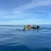 Image de Sortie en mer à la rencontre avec les Dauphins à Sète