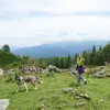 Image de Balade en Cani-Rando au Val d'Azun