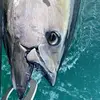 Image de Pêche au Gros à Saint-Malo