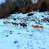 Image de Randonnée en Chiens de Traîneau près de Bagnères-de-Luchon