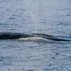 Image de Sortie en Mer à la rencontre des Dauphins à Villefranche-sur-Mer