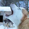 Image de Randonnée en Chiens de Traîneau dans les Pyrénées Catalanes