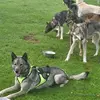 Image de Balade en Cani-Rando à La Mongie