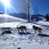 Image de Randonnée en Chiens de Traineau à Auron