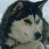 Image de Conduite d'un Attelage de Chiens de Traîneau près de Grenoble