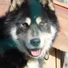 Image de Balade en Chiens de Traîneau près de Clermont-Ferrand