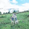 Image de Randonnée en Cani-Kart au Val d'Azun