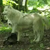 Image de Dormir avec les Loups au Zoo de Cerza à Lisieux