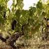 Image de Safari  nologique au Domaine Riberach près de Perpignan