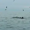 Image de Sortie en Mer à la rencontre des Dauphins à Port Leucate