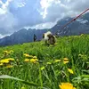 Image de Balade en Cani-Rando à Mont-Saxonnex