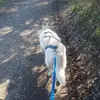 Image de Balade en Cani-Rando près d'Evian-les-Bains