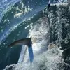 Image de Pêche au Gros à la Rochelle