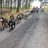 Image de Balade en Cani-Kart près de Clermont-Ferrand