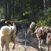 Image de Promenade en Cani-kart près de Thonon-les-Bains