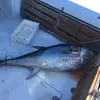 Image de Pêche au Gros à Port Leucate