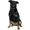 Image de Muselière pour chien en nylon museau plat Duvoplus Noir 51x71 cm 4705135