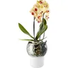 Image de Eva Trio - Pot à réserve d'eau Pot de fleurs - Blanc - Verre acidé - Designer The Tools