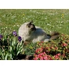 Image de Grillage métal plastifié "Fensanet Plast 19" - 0,50 x 5 m - 19 x 19 x 0,7/1,1 mm - Vert