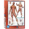 Image de Eurographics Puzzle du système Musculaire Humain (1000 pièces)