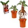 Image de Noble Collection Ours En Peluche Interactif Mandrake Harry Potter