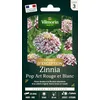 Image de VILMORIN Zinnia Pop Art rouge et blanc Vilmorin