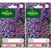Image de Vilmorin- Aubriéta en mélange - semences pour plantations - Fleurs Basses 15 cm vivaces - fleurit Chaque année - Floraison précoce, Bleu (Lot de 2)