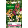 Image de Vilmorin 5371042 Muflier Multicolore 9 x 0.5 x 16 cm