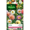 Image de Vilmorin 5258442 Dahlia Multicolore, 50 cm (Lot de 2)