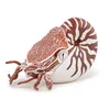 Image de Papo - Figurine Nautile Réaliste - 3 Ans + - Collection Univers Marin - Jeu Éducatif Créatures Marines - Idée Cadeau Jouet Fille Garçon