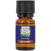 Image de SO BiO étic - Huile essentielle clou de girofle biologique Huile visage 10 ml unisex