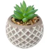 Image de ATMOSPHERA CREATEUR D'INTERIEUR Pot de Ciment Succulent