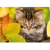 Image de Nathan - Puzzle 1500 pièces - Chaton en Automne - Adultes et Enfants dès 14 Ans - Puzzle de qualité supérieure - Encastrement Parfait - Collection Tendresse -12000945