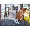 Image de Nathan - Puzzle 500 pièces - Le Loup et Le Lion - Adultes et Enfants dès 12 Ans - Puzzle de qualité supérieure - Encastrement Parfait - Collection Vie Sauvage - 12000958