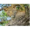 Image de Nathan - Puzzle 500 pièces - Les Yeux du léopard - Adultes et Enfants dès 12 Ans - Puzzle de qualité supérieure - Encastrement Parfait - Collection Vie Sauvage - 12000959