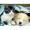 Image de Nathan - Puzzle 500 pièces - Réveille-toi - Adultes et Enfants dès 12 Ans - Puzzle de qualité supérieure - Encastrement Parfait - Collection Tendresse - 12000967