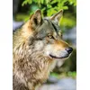 Image de Nathan - Puzzle 1000 pièces - Loup Gris européen