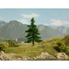 Image de NOCH 0021810 Arbre sapin Nordmann 120 mm 1 pc(s)