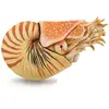 Image de Collecta Figurine Nautilus Pompilius Xl