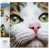 Image de DIAMOND DOTZ DD6.029 - Set peinture diamant 5D chat yeux verts, 11 904 mosaïques, 35x27 cm, bricolage pour adultes et enfants dès 8 ans