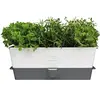 Image de Cole & Mason H105349 Burwell Pot à Herbes Aromatiques avec Système D'irrigation Auto-Arrosage, Place pour 3 Pots, Blanc/Gris, 13,5 cm x 35 cm x 12,5 cm