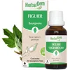 Image de HerbalGem Macérât-Mère Figuier Bio 30 ml