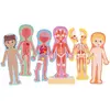 Image de Hape Puzzle Magnétique Du Corps Humain