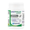 Image de Nutergia Ergyphilus Confort Probiotiques